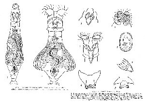 Bartoš, E (1944): Zoologischer Anzeiger 144 